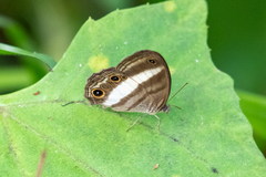 Euptychoides albofasciata