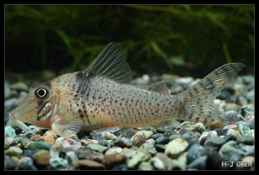Pastaza cory (Corydoras pastazensis) — Callichthyidae