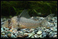 Pastaza Corydora photo 1
