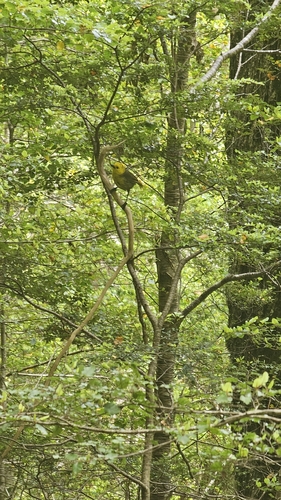 Yellowhead (Mohoua ochrocephala)