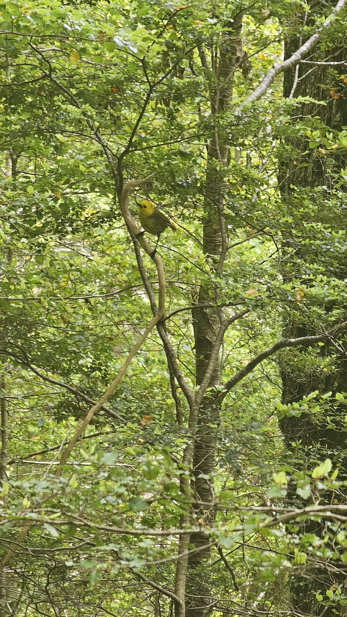Yellowhead (Mohoua ochrocephala), photo 1