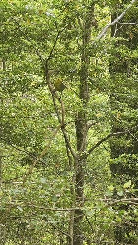 Yellowhead (Mohoua ochrocephala), photo 2