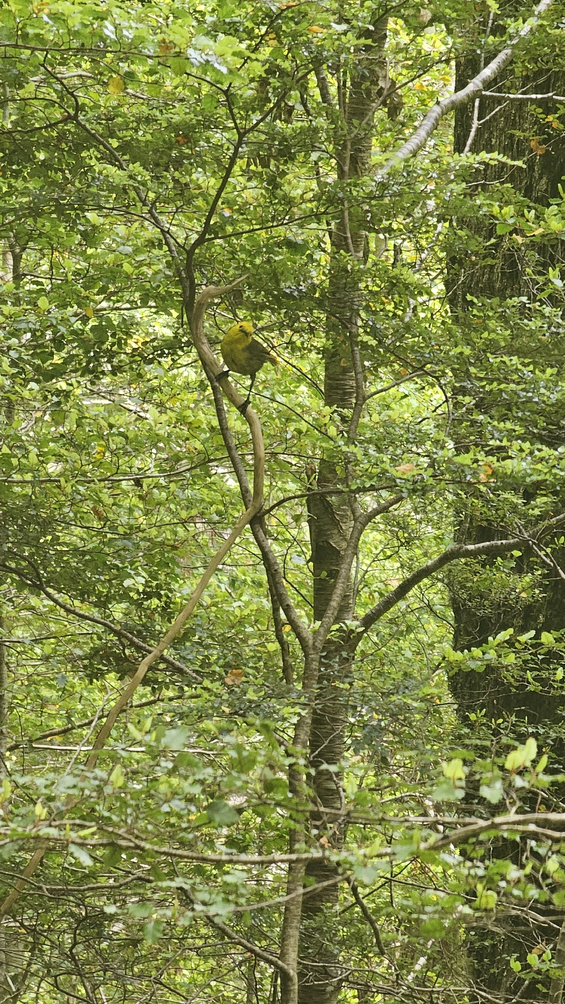 Yellowhead (Mohoua ochrocephala), photo 2