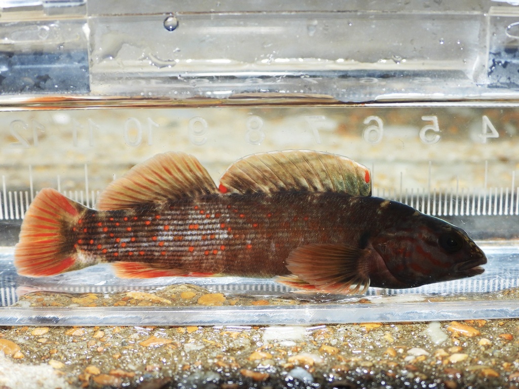 Coppercheek Darter