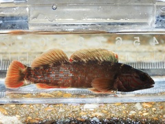 Coppercheek Darter photo 1