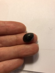 Neripteron neglectum