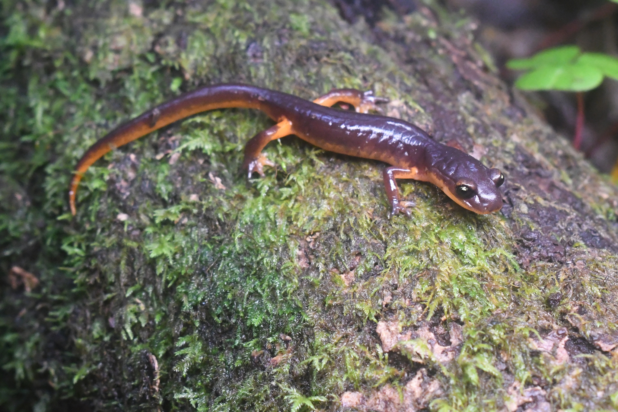 Ensatina eschscholtzii Gray, 1850