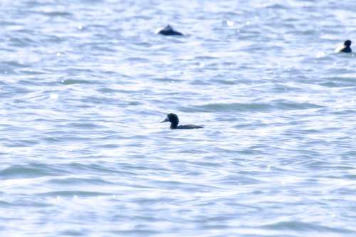 Greater Scaup (Aythya marila), photo 6