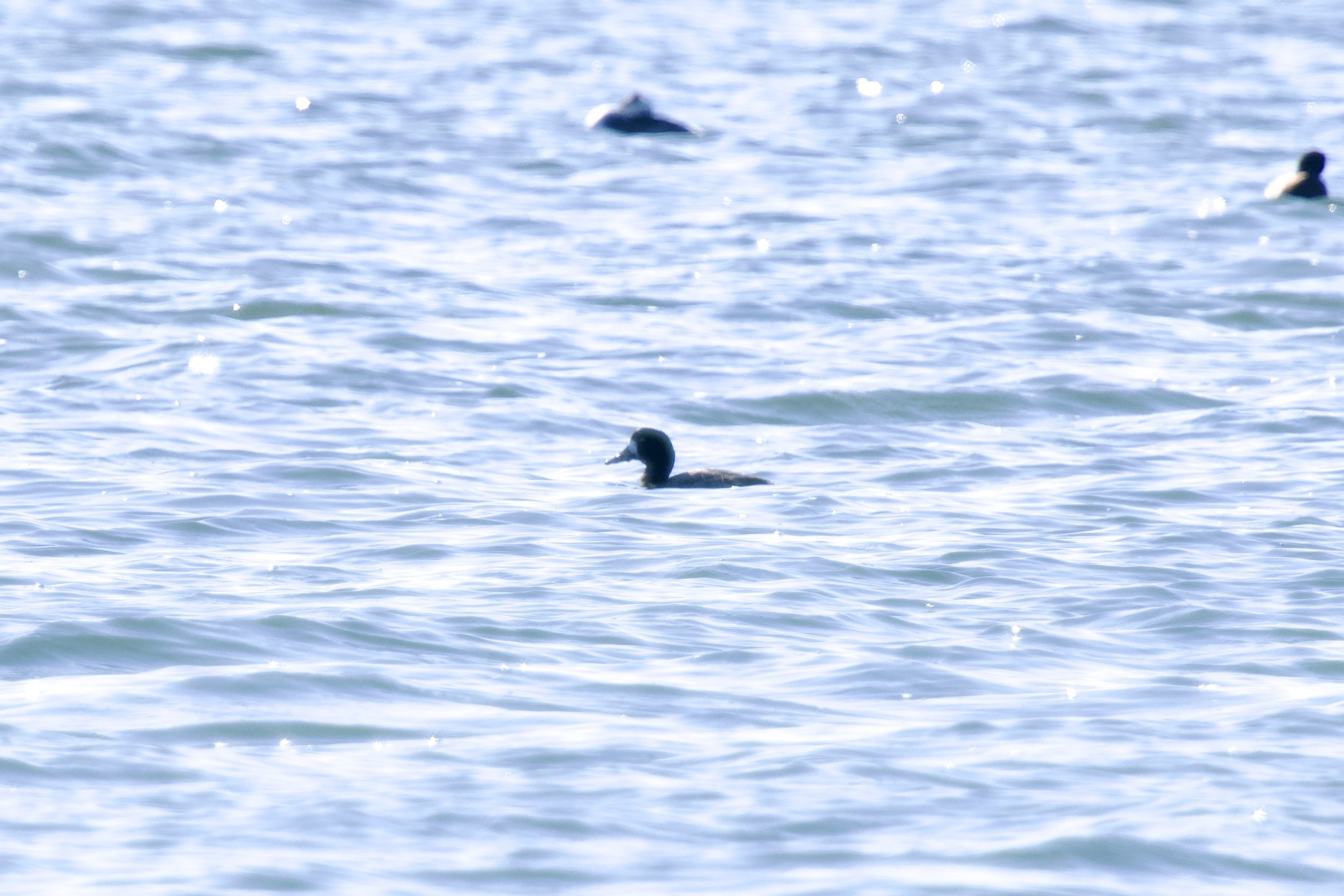Greater Scaup (Aythya marila), photo 6