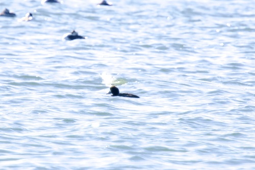 Greater Scaup (Aythya marila), photo 10