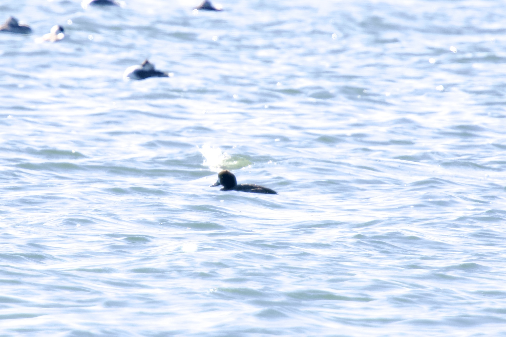 Greater Scaup (Aythya marila), photo 8