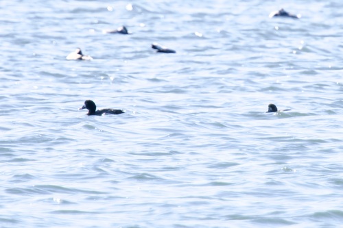 Greater Scaup (Aythya marila), photo 7