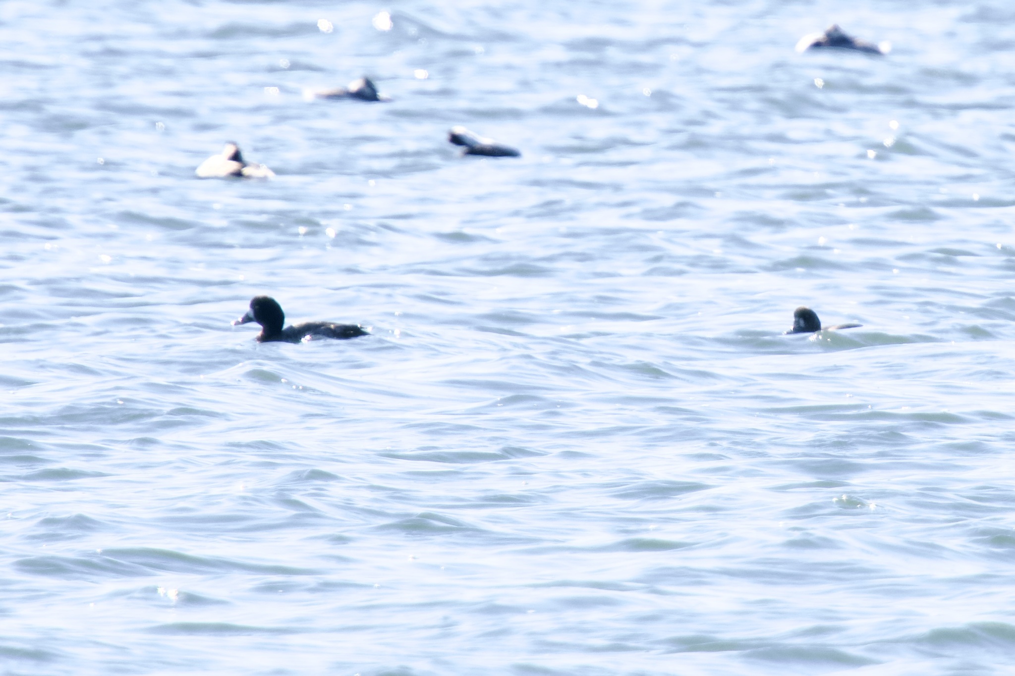 Greater Scaup (Aythya marila), photo 7