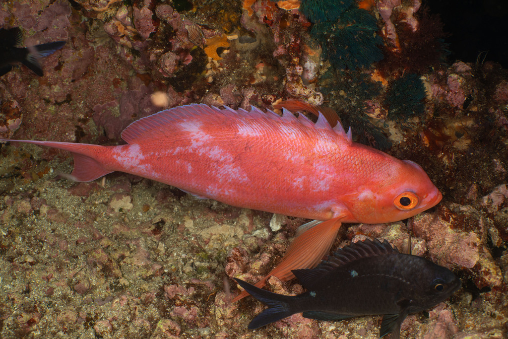 Longfin anthias (Caprodon longimanus) — Serranidae