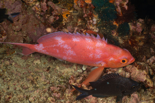 Longfin anthias (Caprodon longimanus) — Serranidae