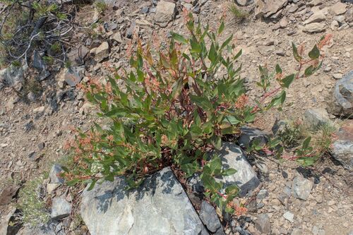 poke knotweed (Koenigia phytolaccifolia)