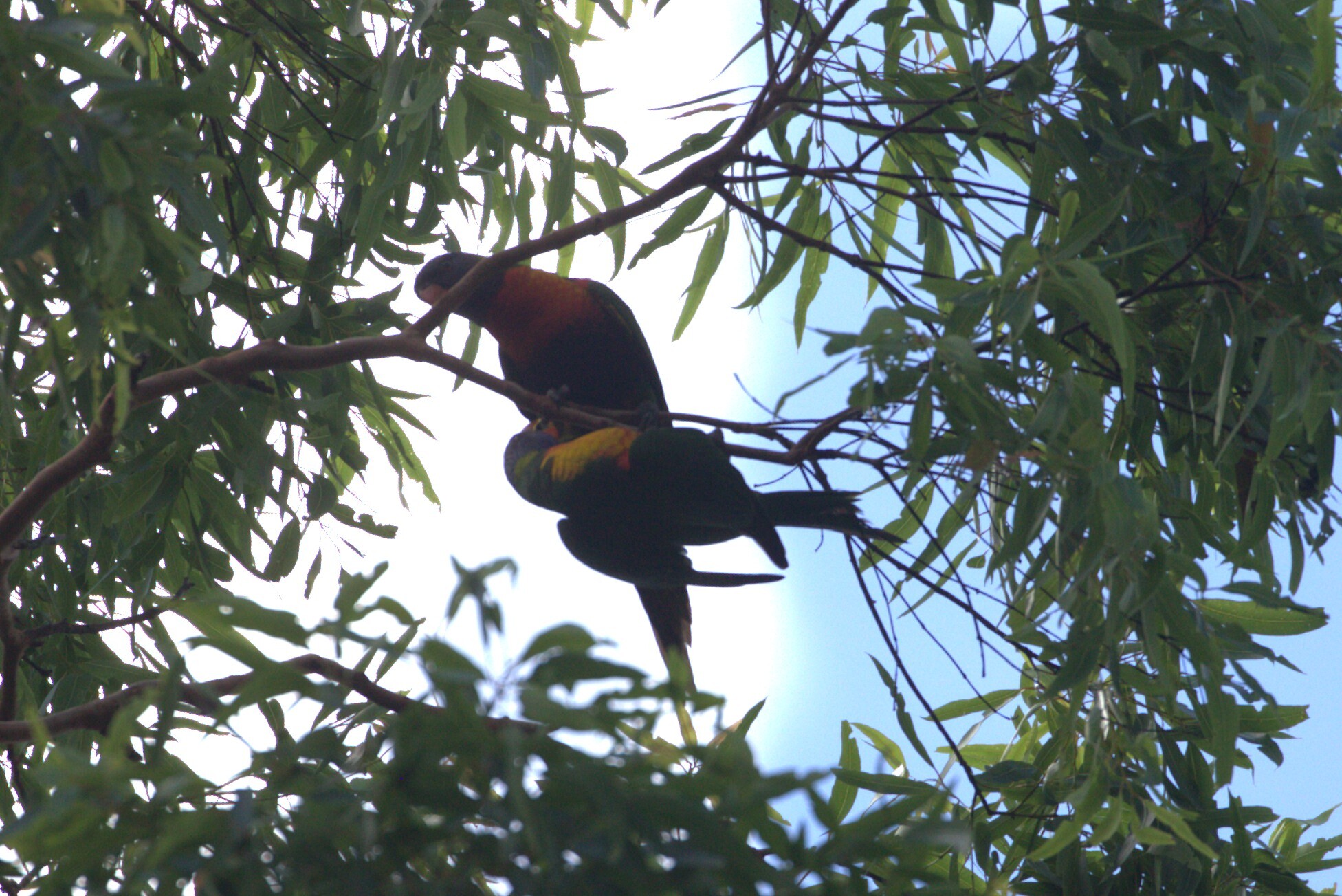 Coconut Lorikeet (Trichoglossus haematodus), photo 1