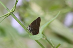 Parrhasius moctezuma