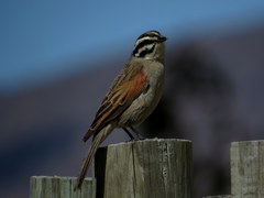 Emberiza capensis capensis