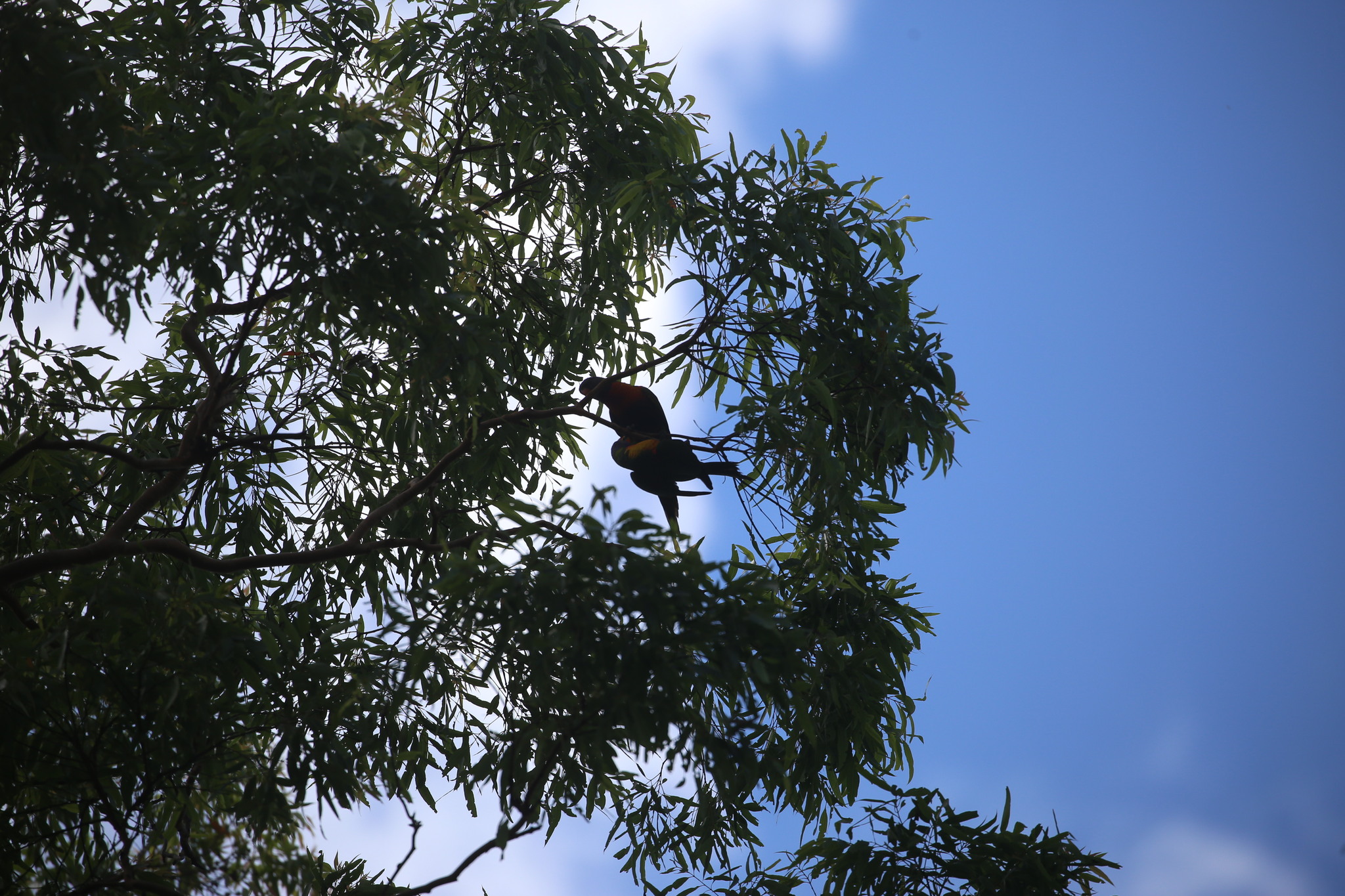 Coconut Lorikeet (Trichoglossus haematodus), photo 2