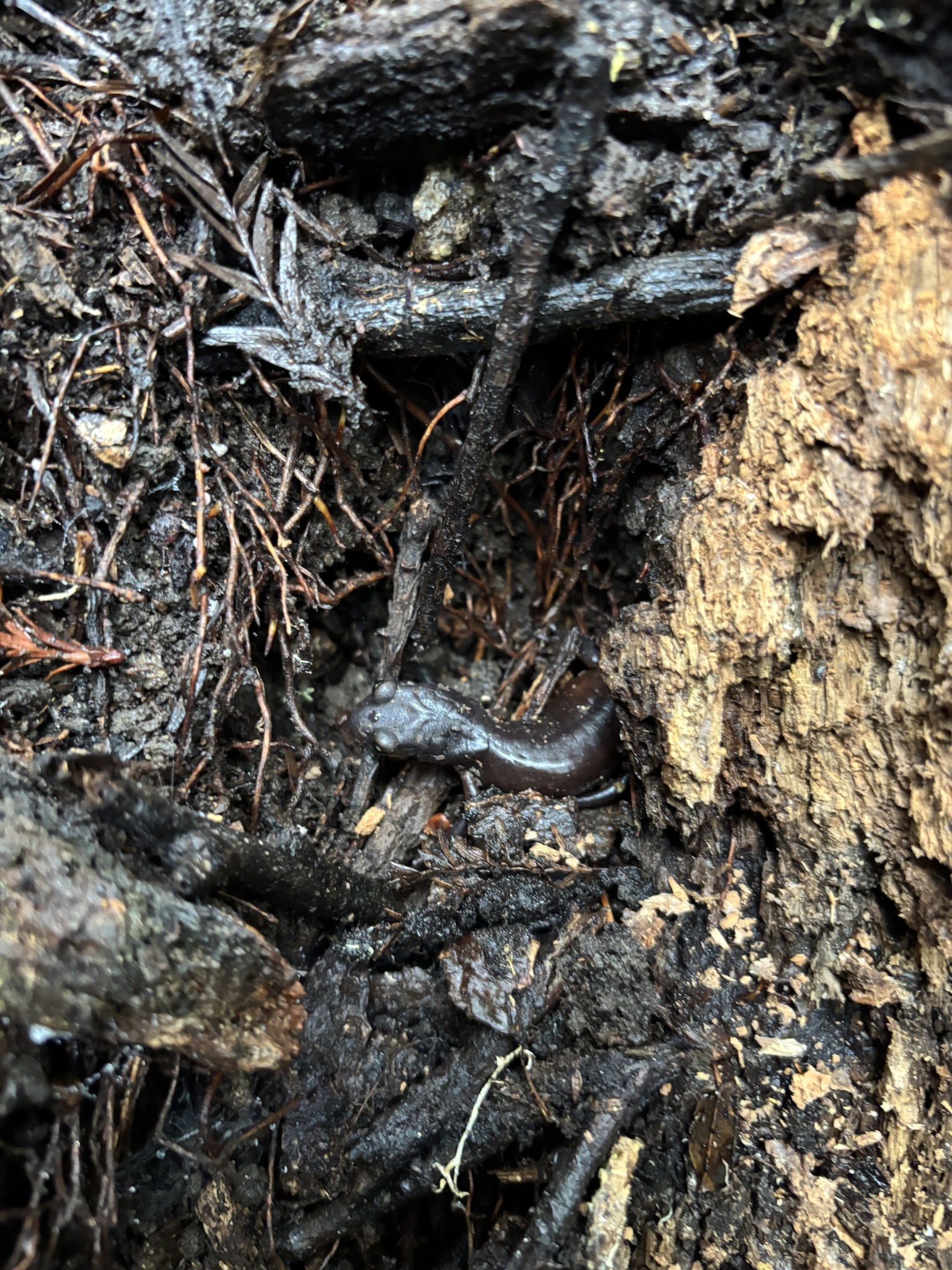 Ensatina eschscholtzii Gray, 1850