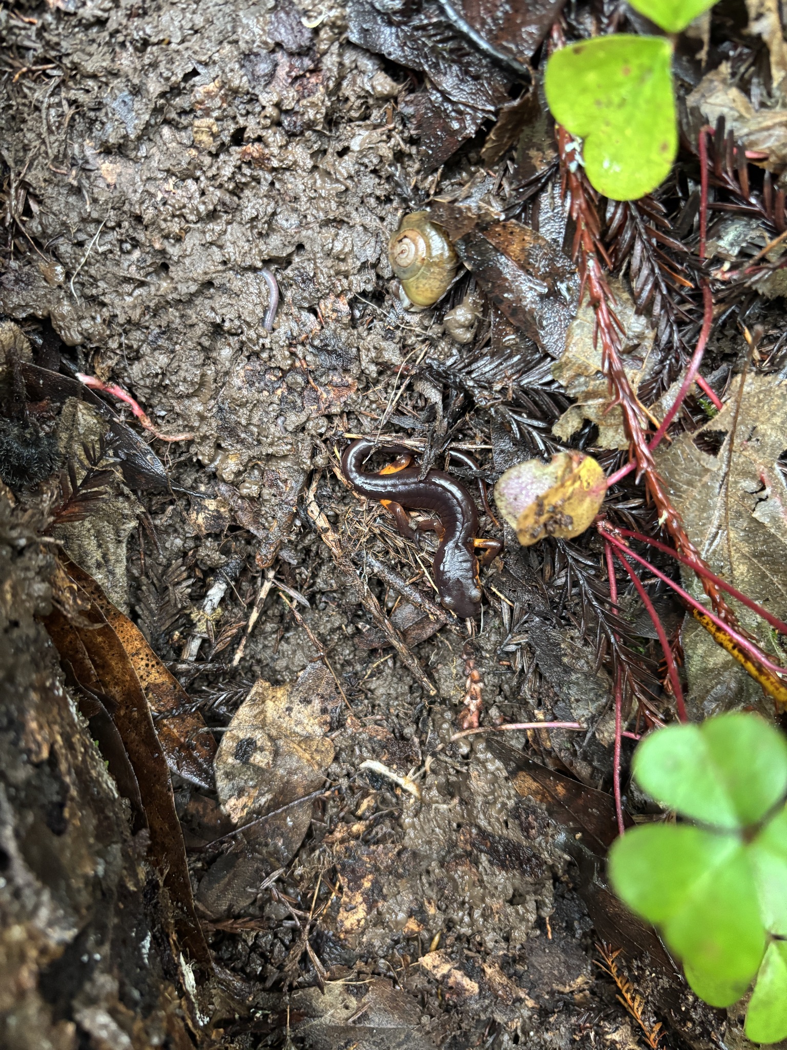 Ensatina eschscholtzii Gray, 1850