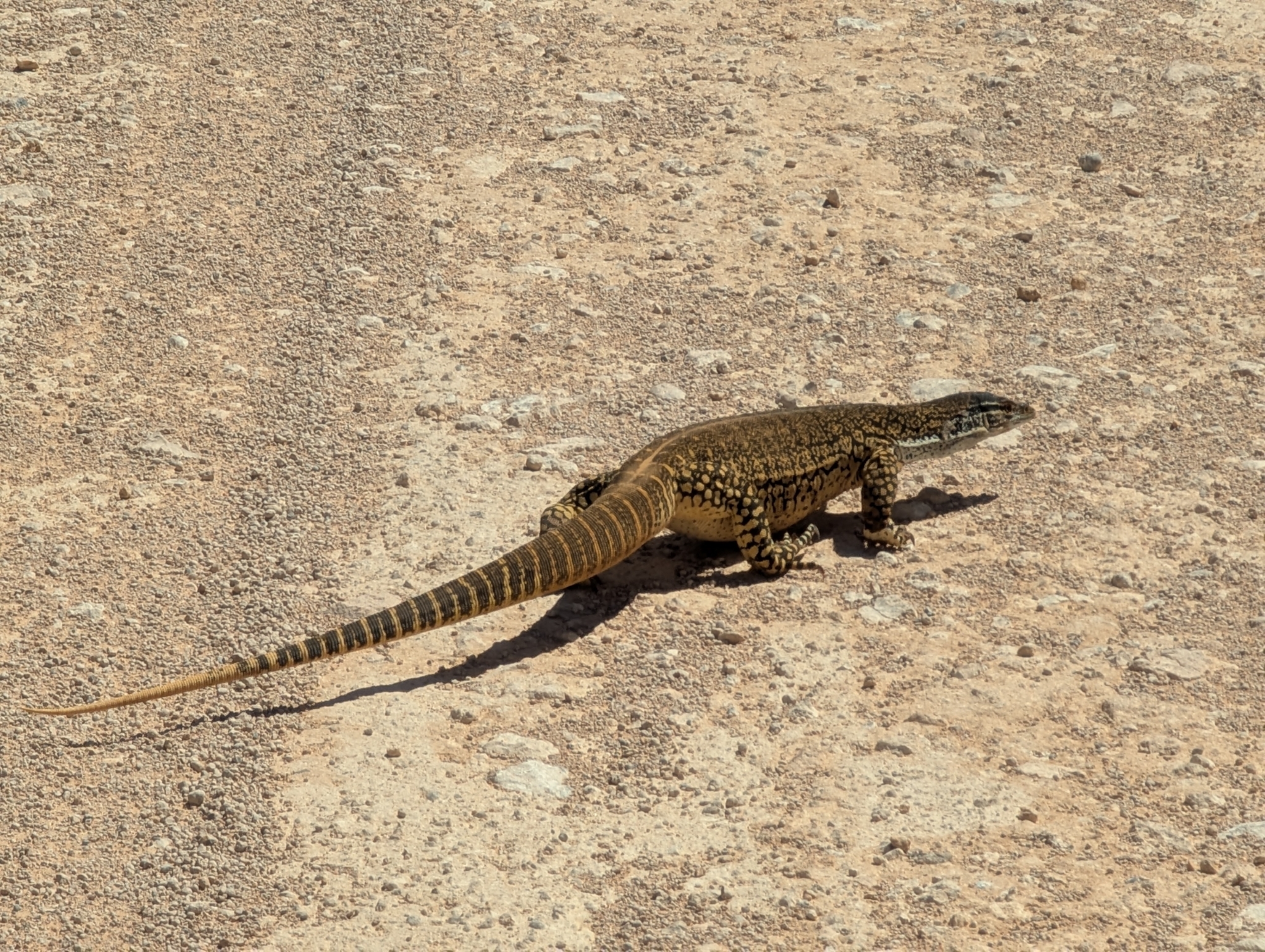 Varanus gouldii (Gray, 1838)