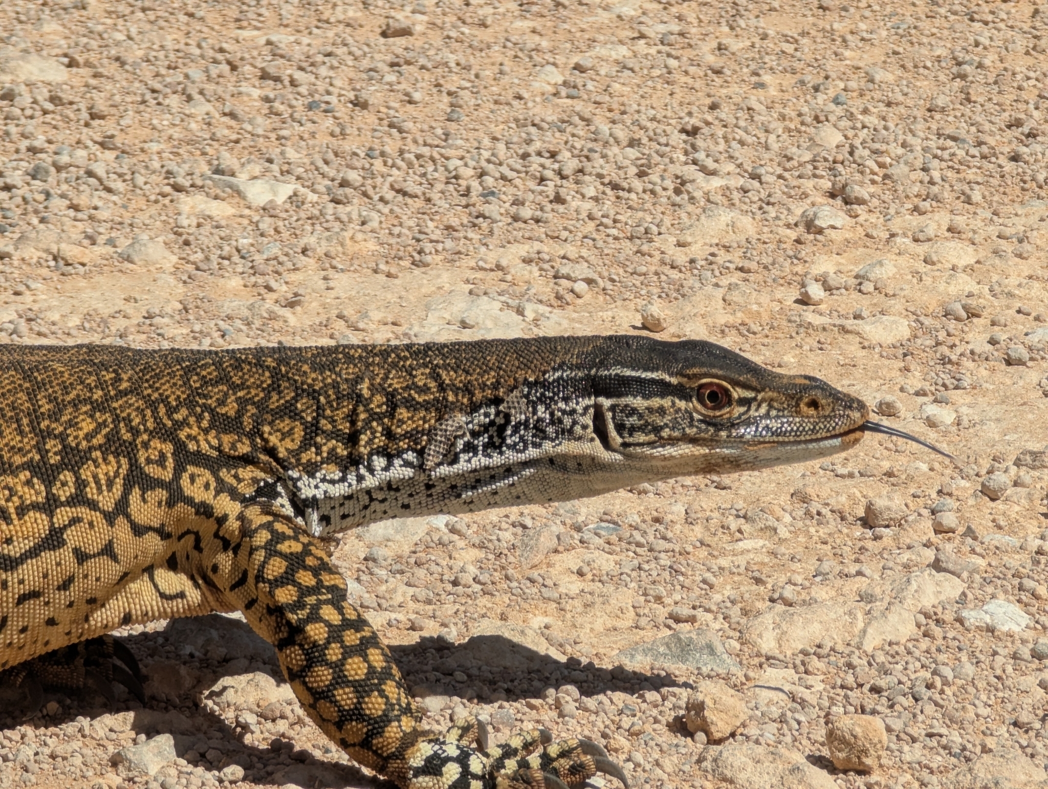Varanus gouldii (Gray, 1838)