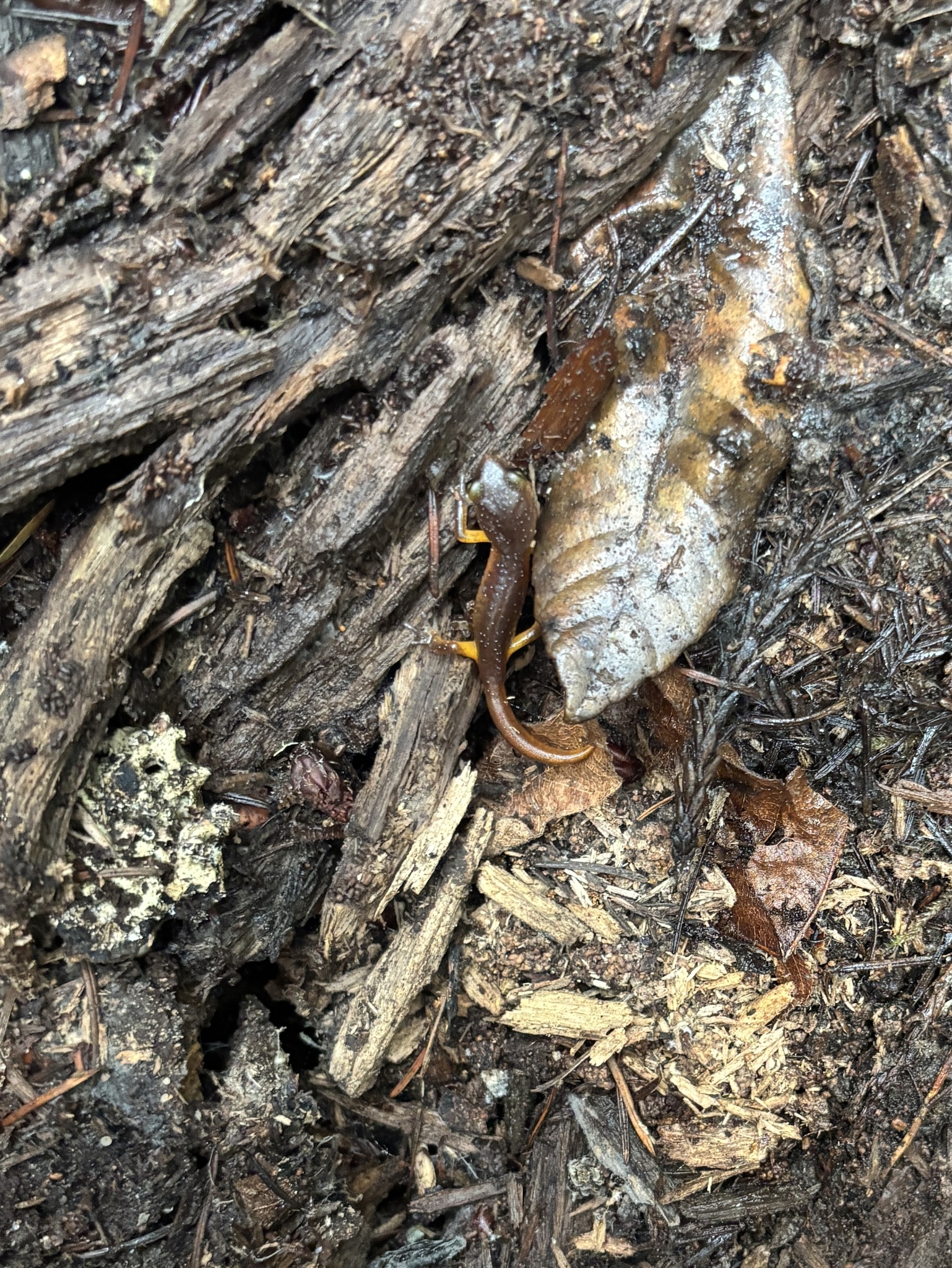 Ensatina eschscholtzii Gray, 1850