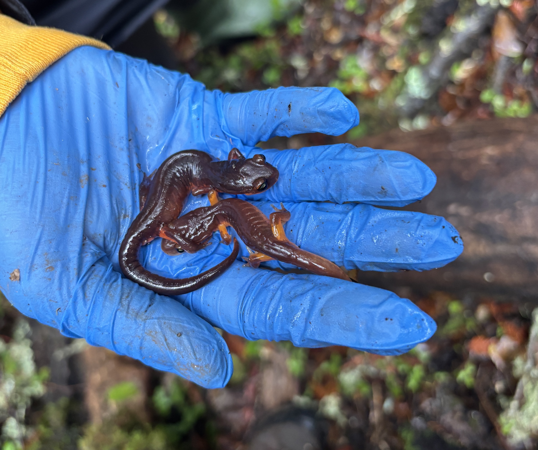 Ensatina eschscholtzii Gray, 1850