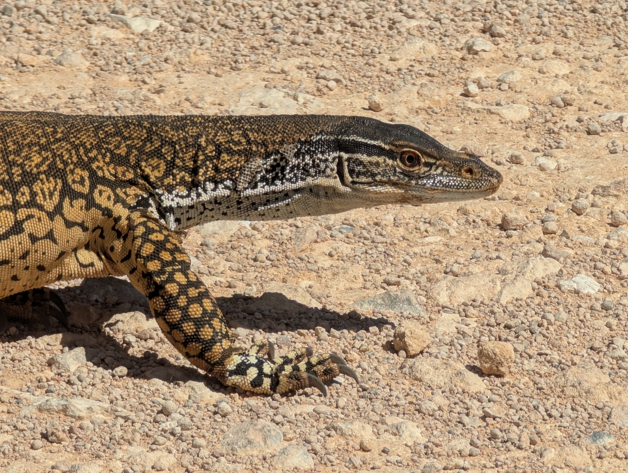 Varanus gouldii (Gray, 1838)