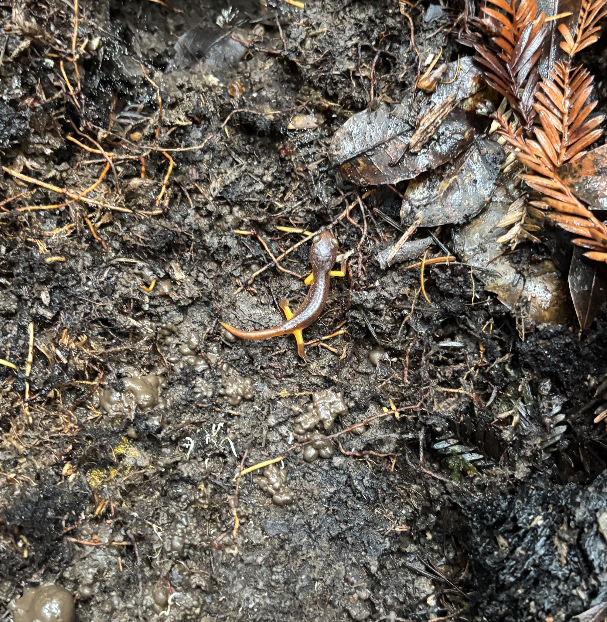 Ensatina eschscholtzii Gray, 1850