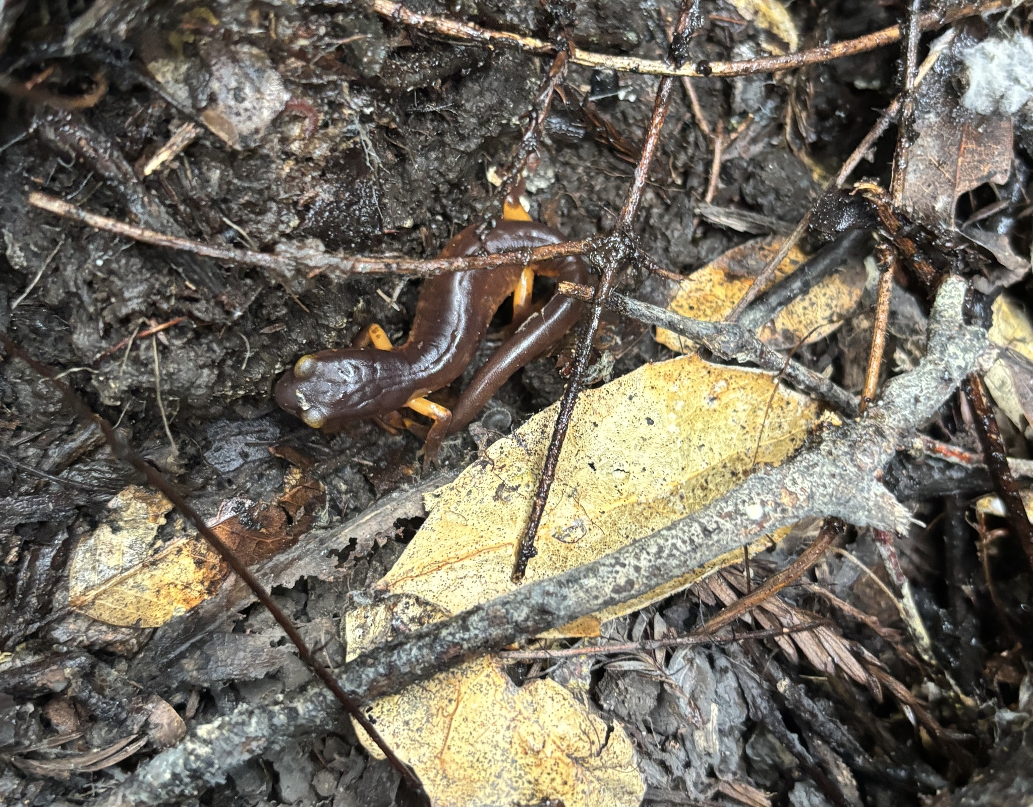 Ensatina eschscholtzii Gray, 1850