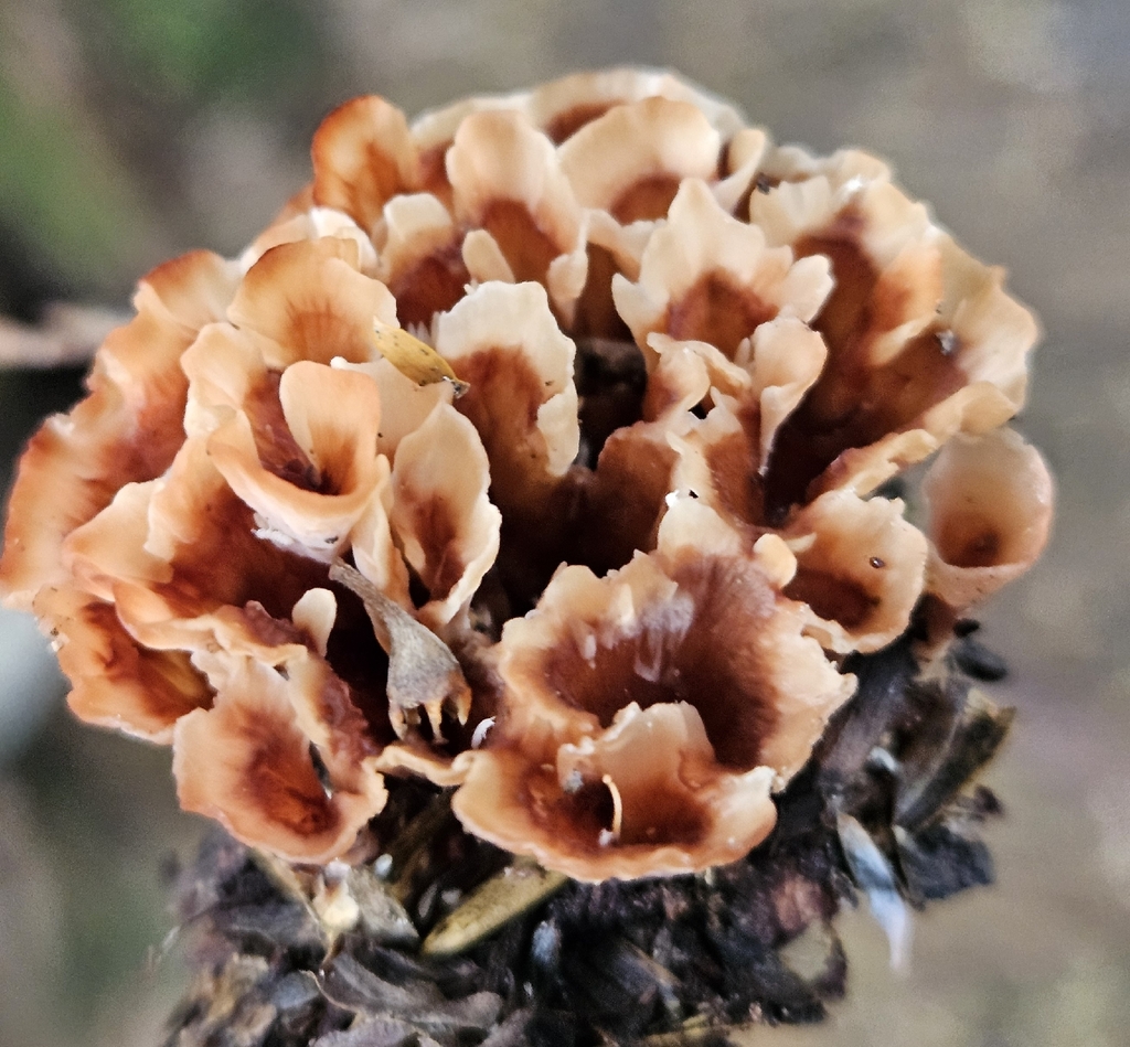 Podoscypha petalodes
