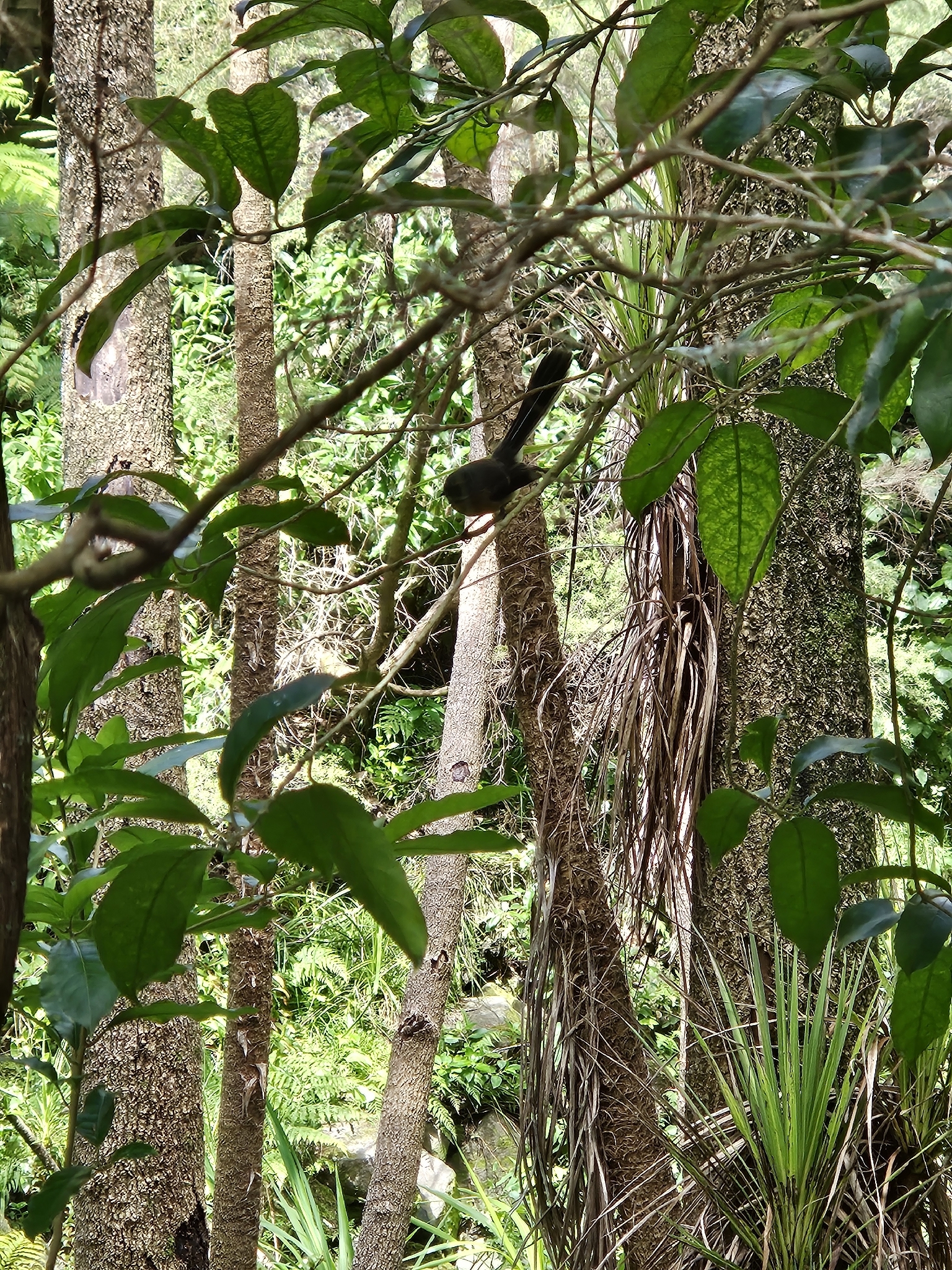 New Zealand Fantail (Rhipidura fuliginosa), photo 1
