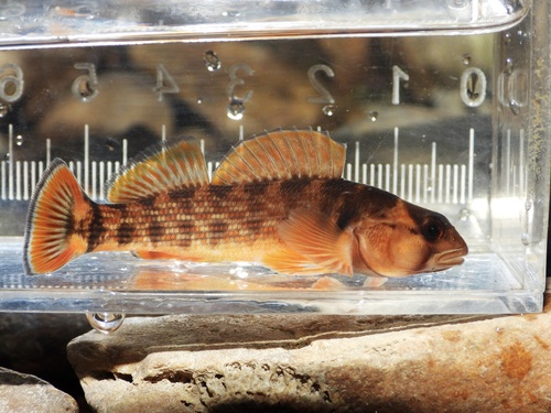 Etheostoma bellum Zorach, 1968