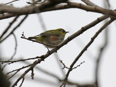 Zosterops erythropleurus
