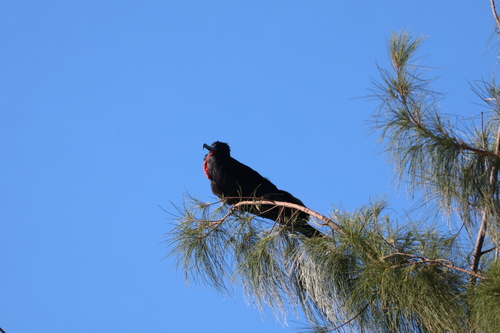 Magnificent Frigatebird (Fregata magnificens), photo 6