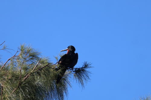 Magnificent Frigatebird (Fregata magnificens), photo 5