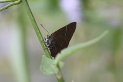 Parrhasius moctezuma