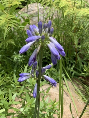 Agapanthus inapertus image