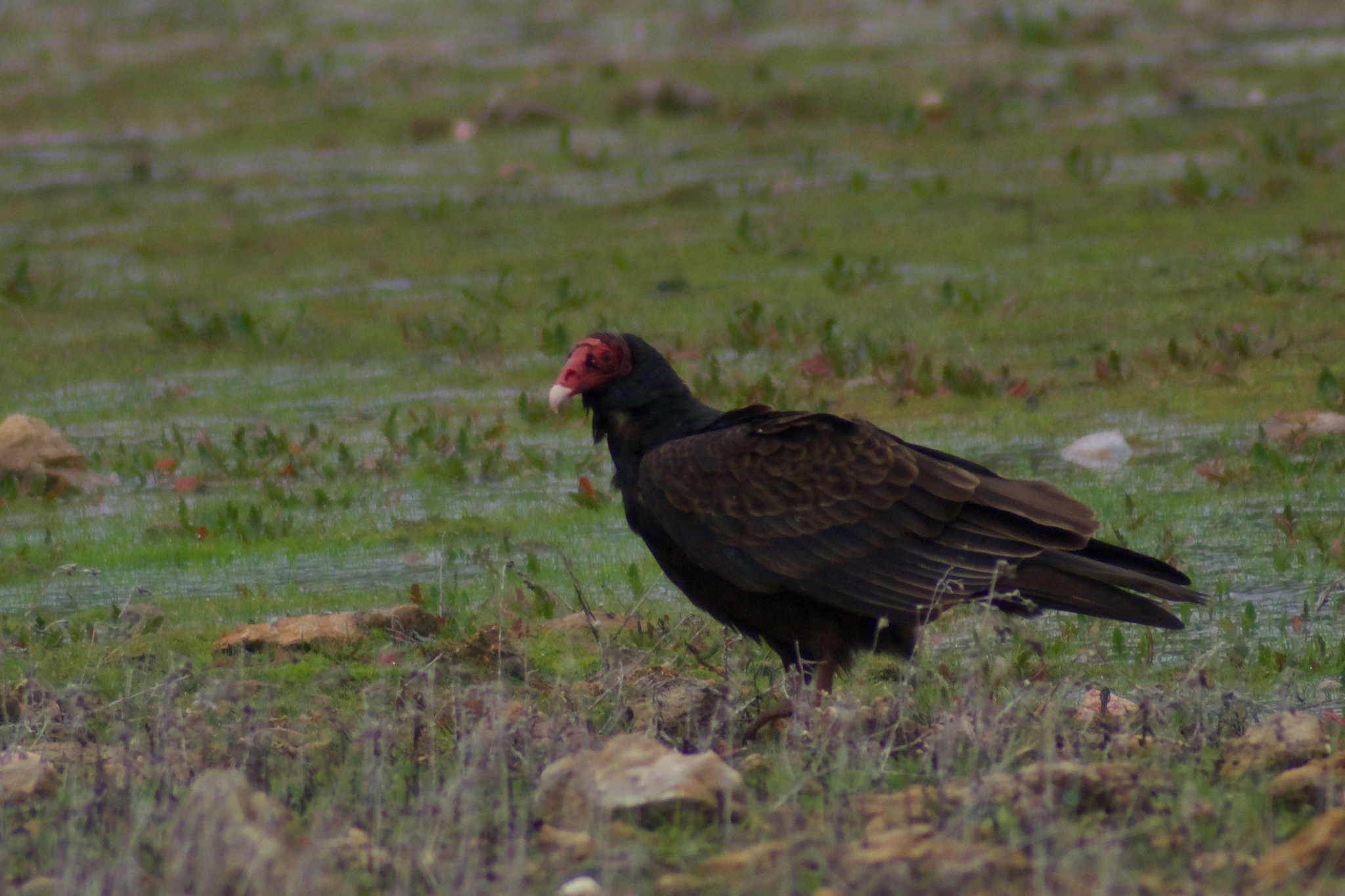 Cathartes aura (Linnaeus, 1758)