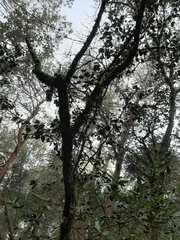 Cercocarpus macrophyllus