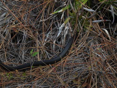 North American Racer