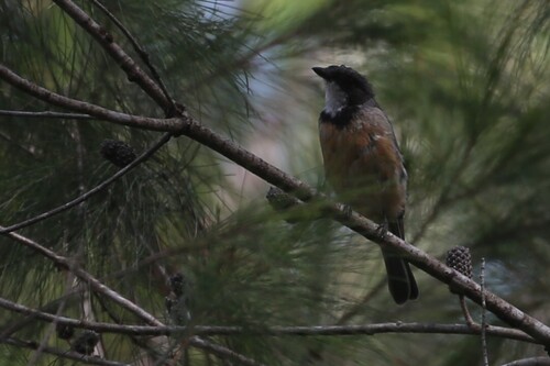 Rufous Whistler (Pachycephala rufiventris)