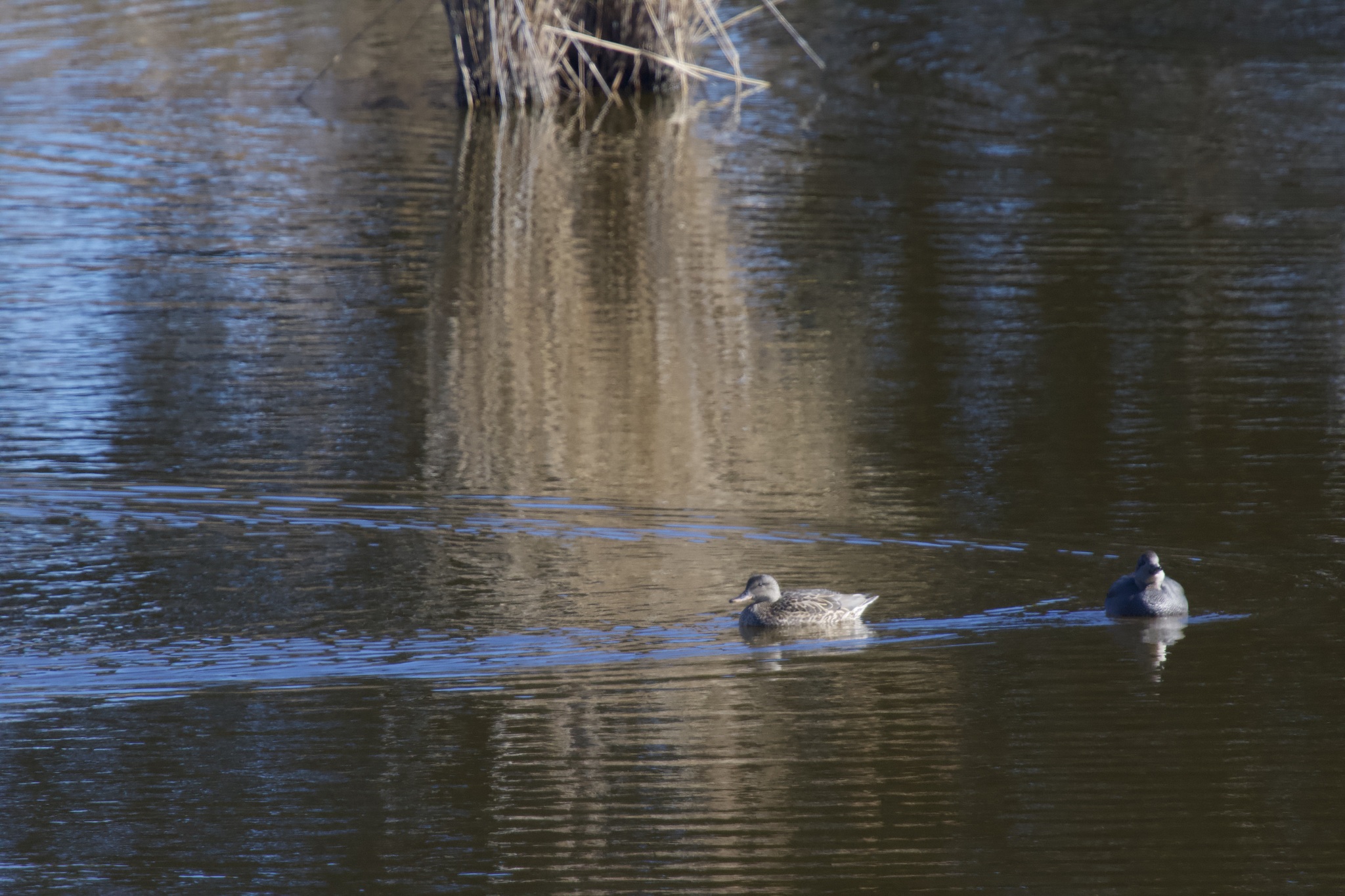 Gadwall (Mareca strepera), photo 6