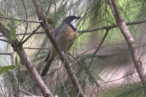 Rufous Whistler (Pachycephala rufiventris), photo 10