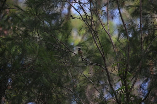 Rufous Whistler (Pachycephala rufiventris), photo 2