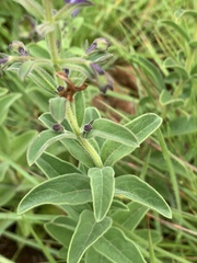Rotheca