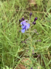 Rotheca